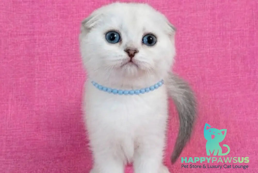 Peggi Scottish Fold female black silver shaded pointed - live animals