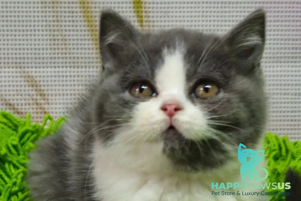 Peggy British Shorthair female blue bicolour live animals