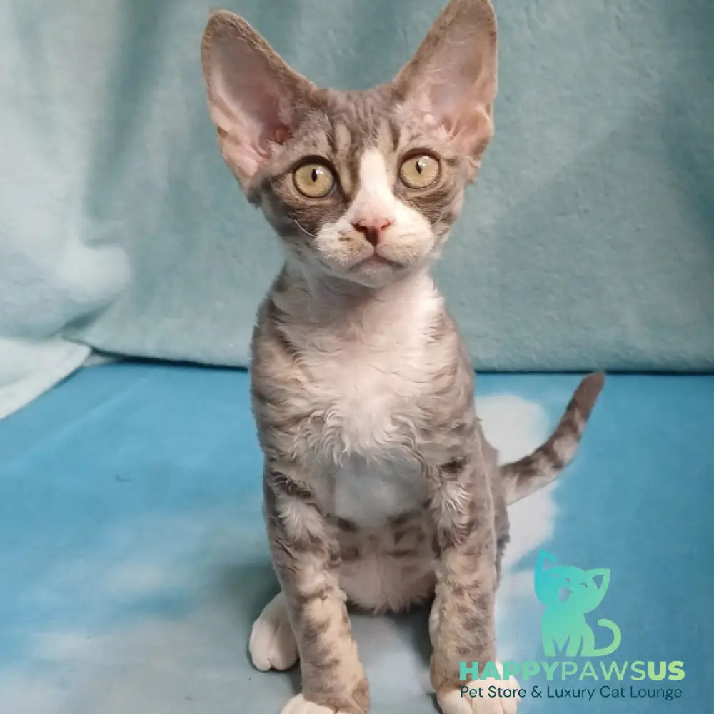Pelageya Devon Rex female blue bicolour tabby - live animals