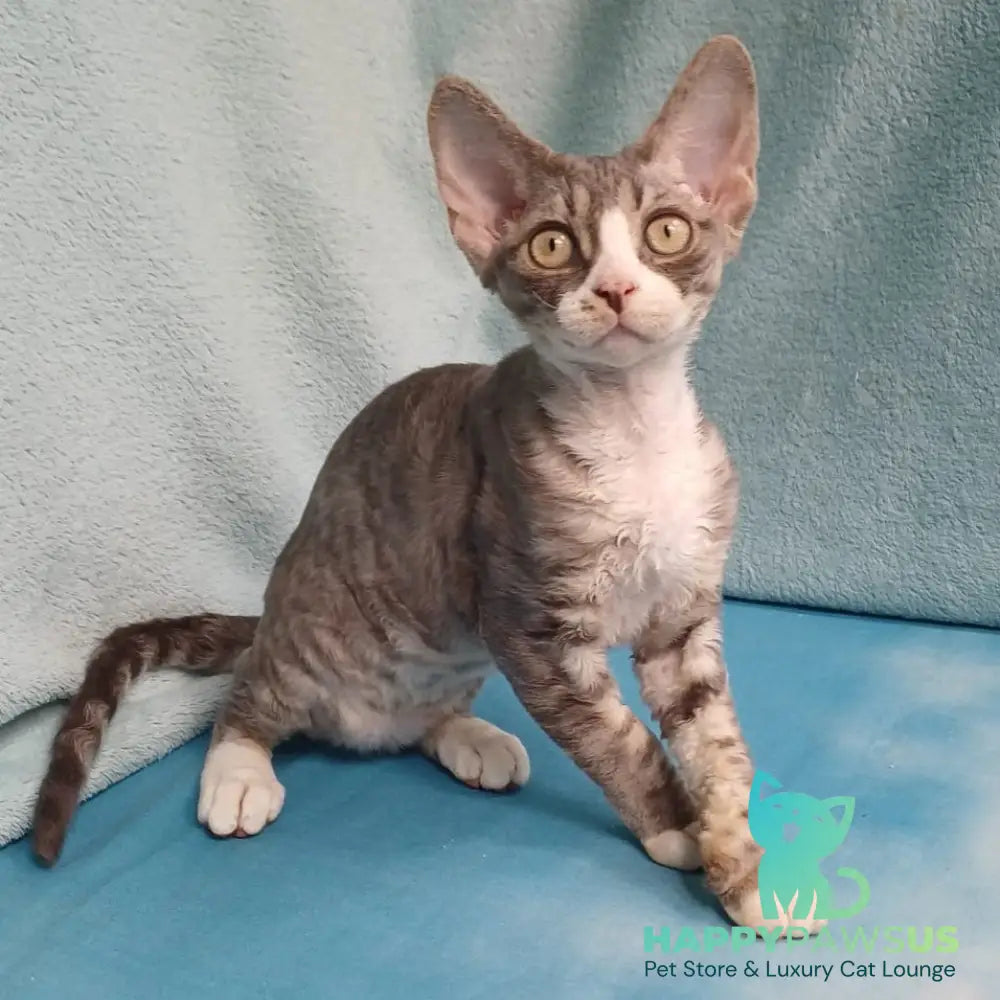 Pelageya Devon Rex female blue bicolour tabby - live animals