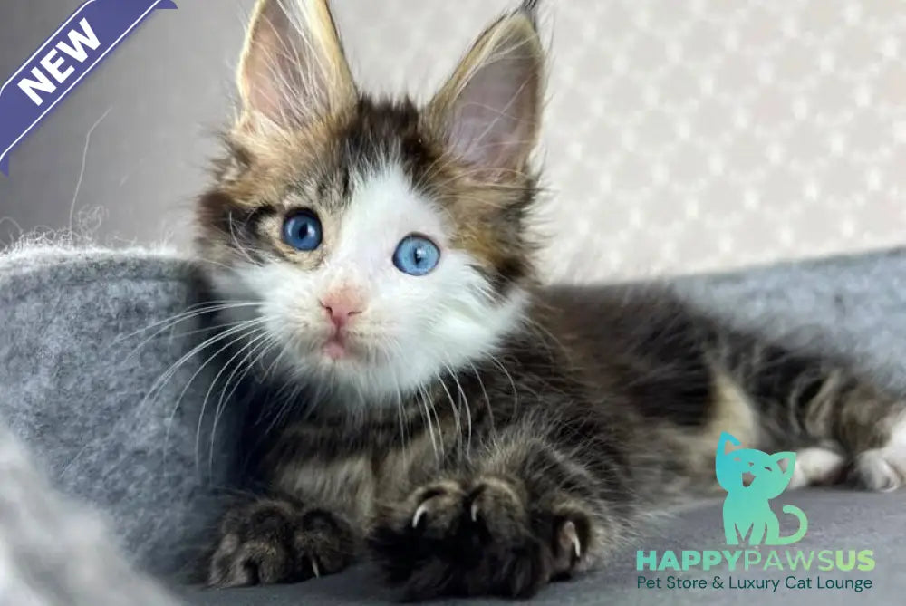 Penelope Maine Coon female black tabby with white - live animals