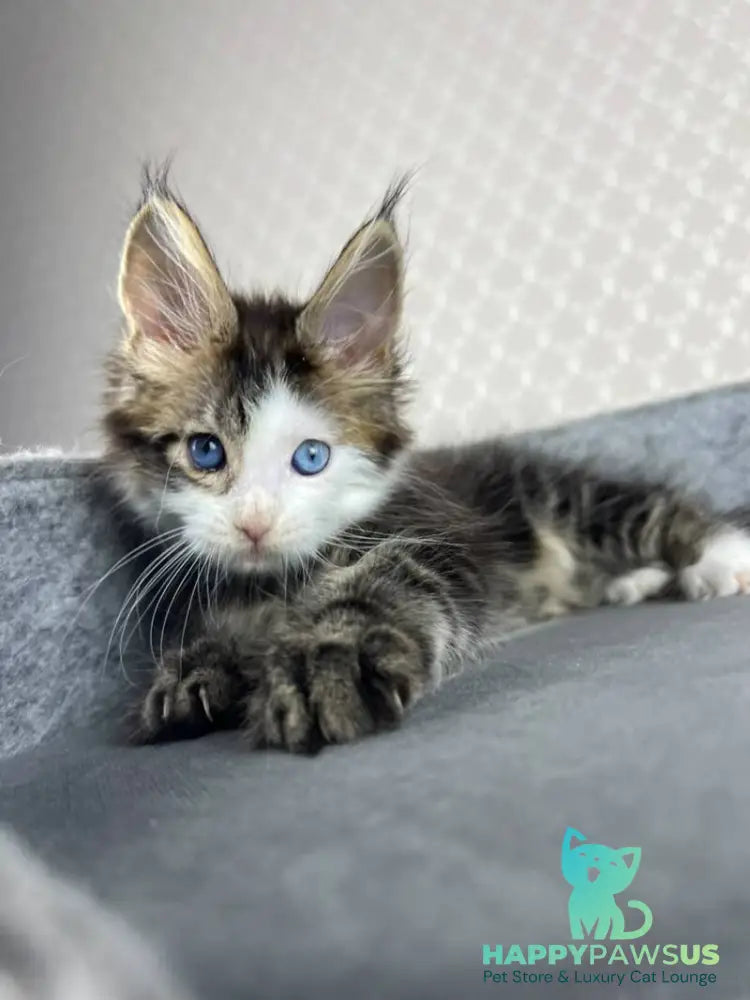 Penelope Maine Coon female black tabby with white - live animals