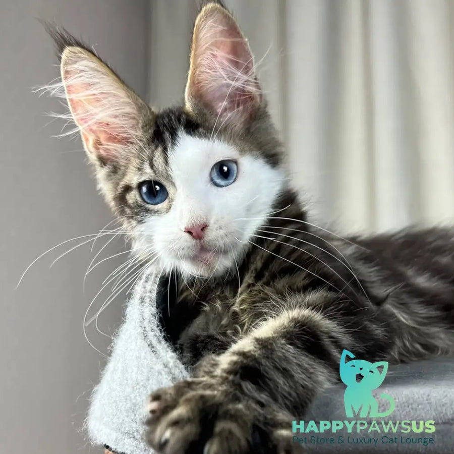 Penelope Maine Coon female black tabby with white - live animals