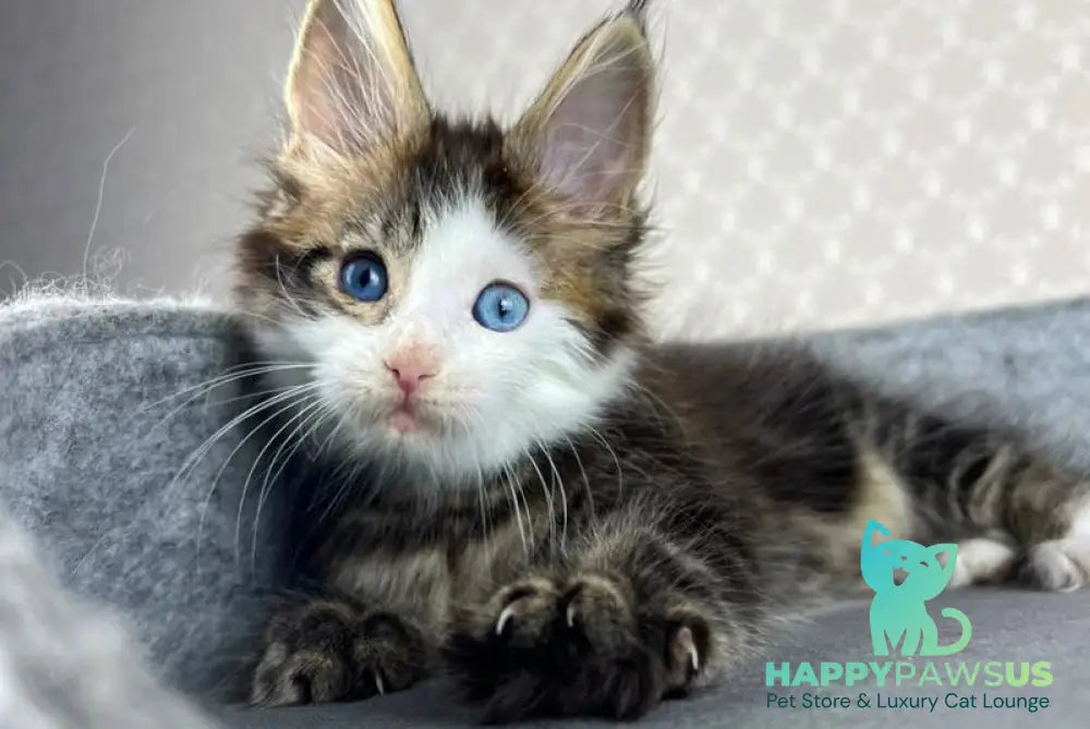 Penelope Maine Coon female black tabby with white - live animals