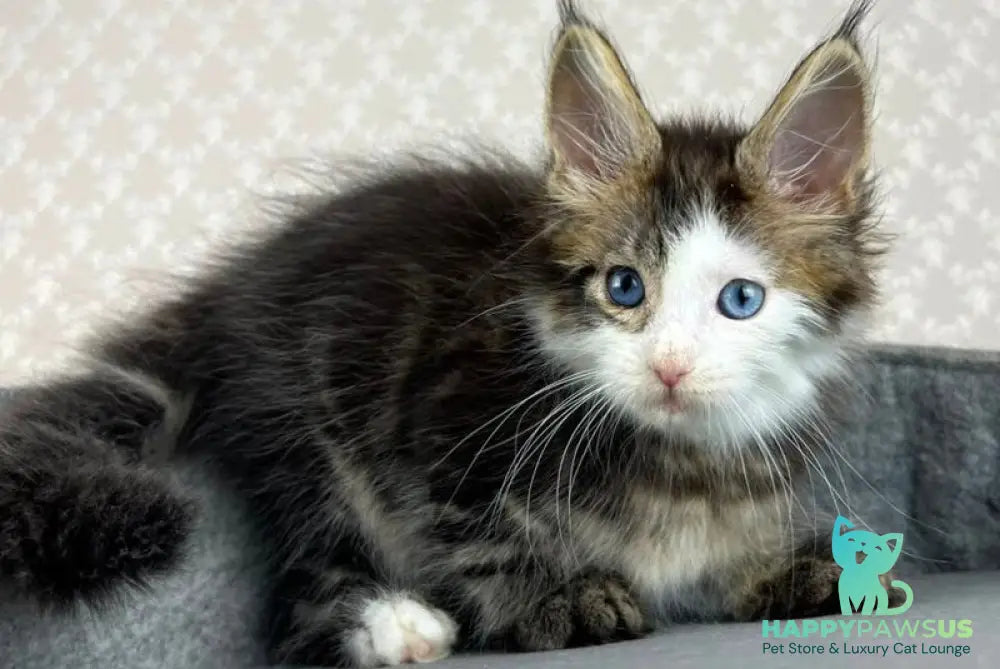 Penelope Maine Coon female black tabby with white - live animals