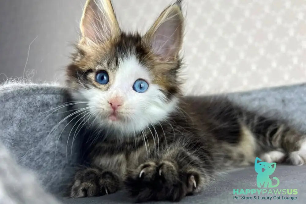 Penelope Maine Coon female black tabby with white - live animals