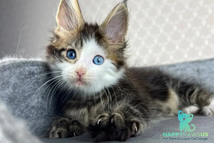 Penelope Maine Coon female black tabby with white - live animals