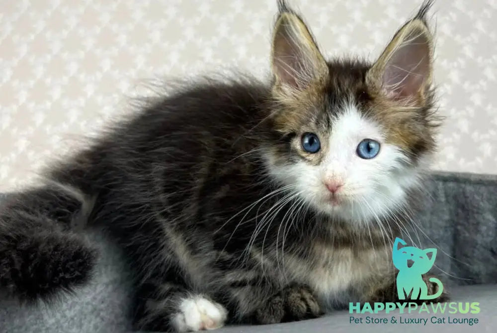 Penelope Maine Coon female black tabby with white - live animals