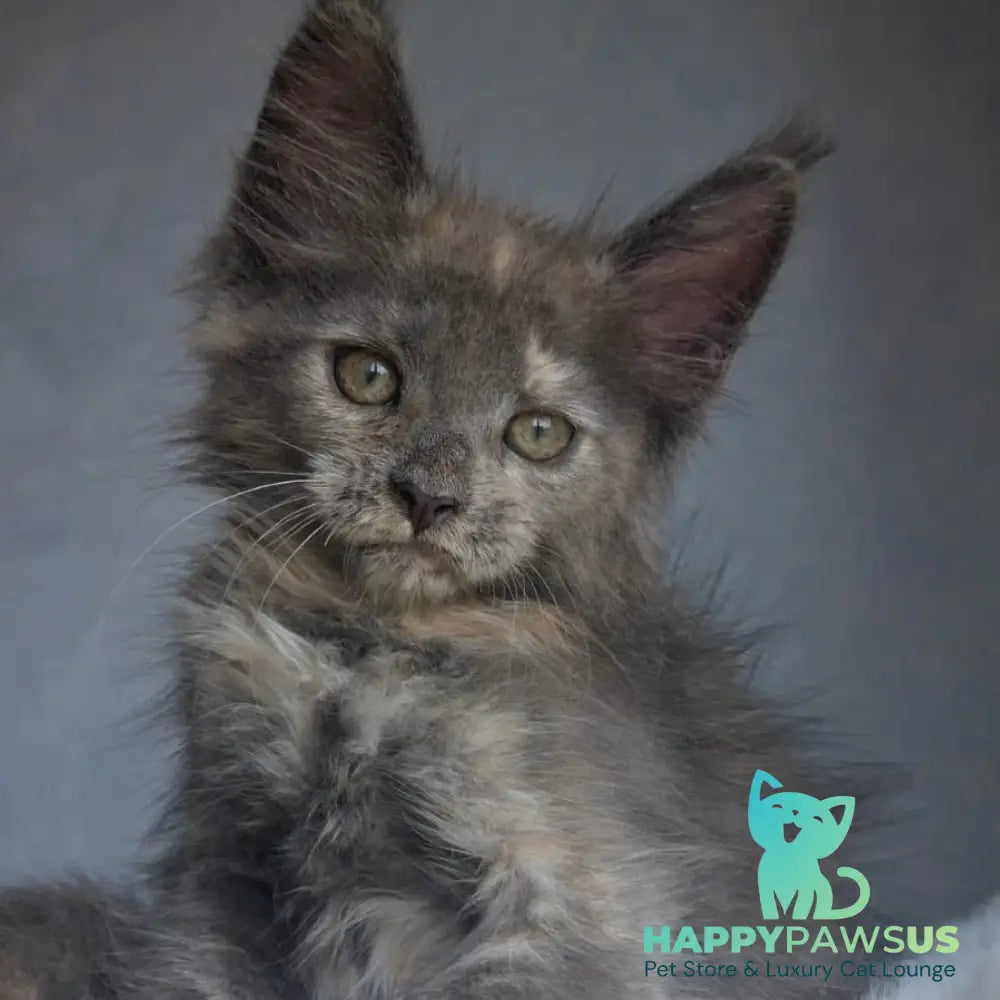 Penelope Maine Coon female blue tortie - live animals
