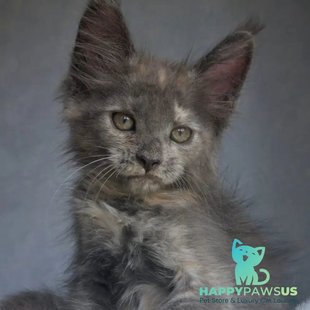 Penelope Maine Coon female blue tortie - live animals