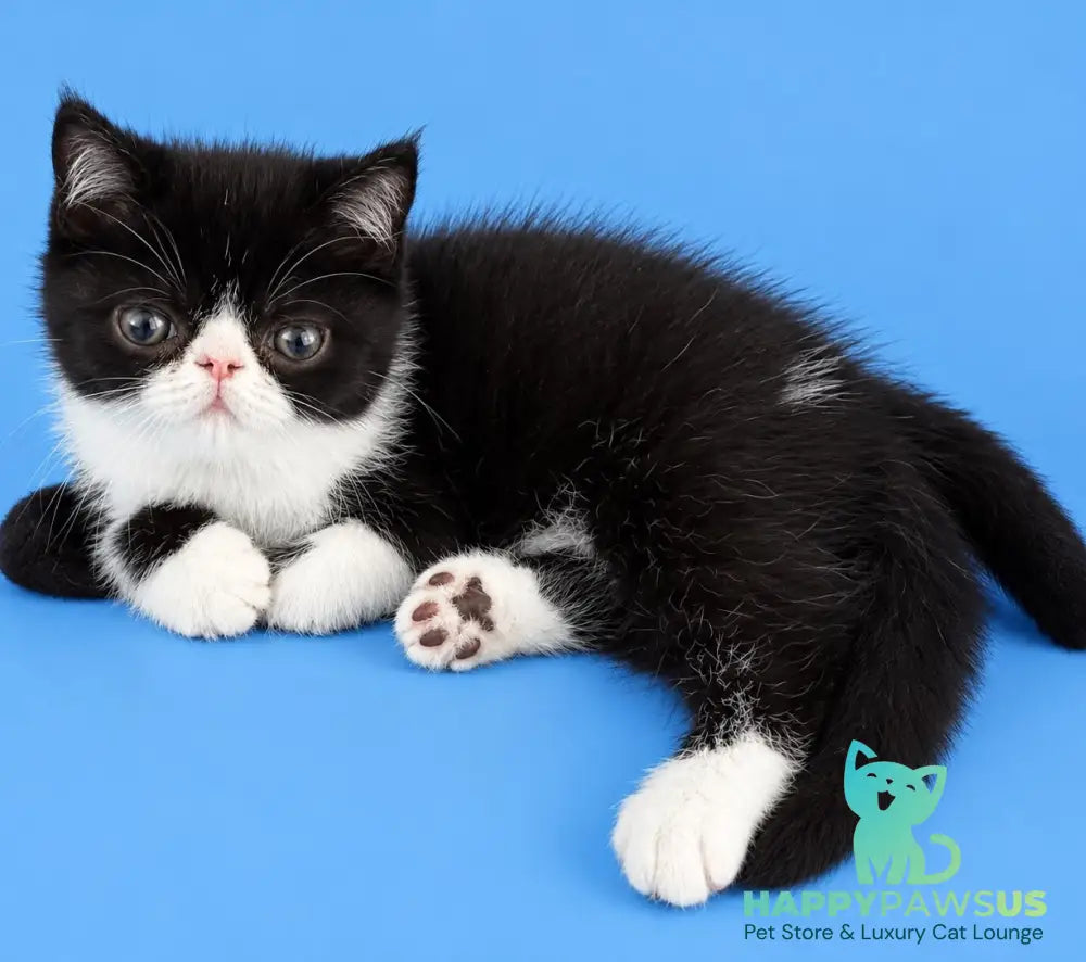 Penguin Exotic male black with white - live animals