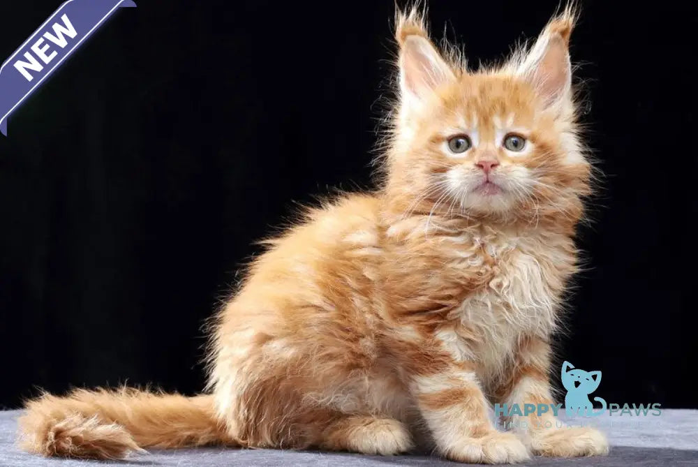 Penn Maine Coon male red tabby live animals