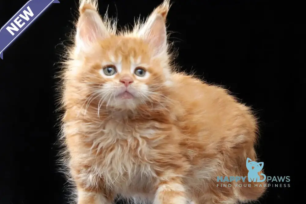 Penn Maine Coon male red tabby live animals