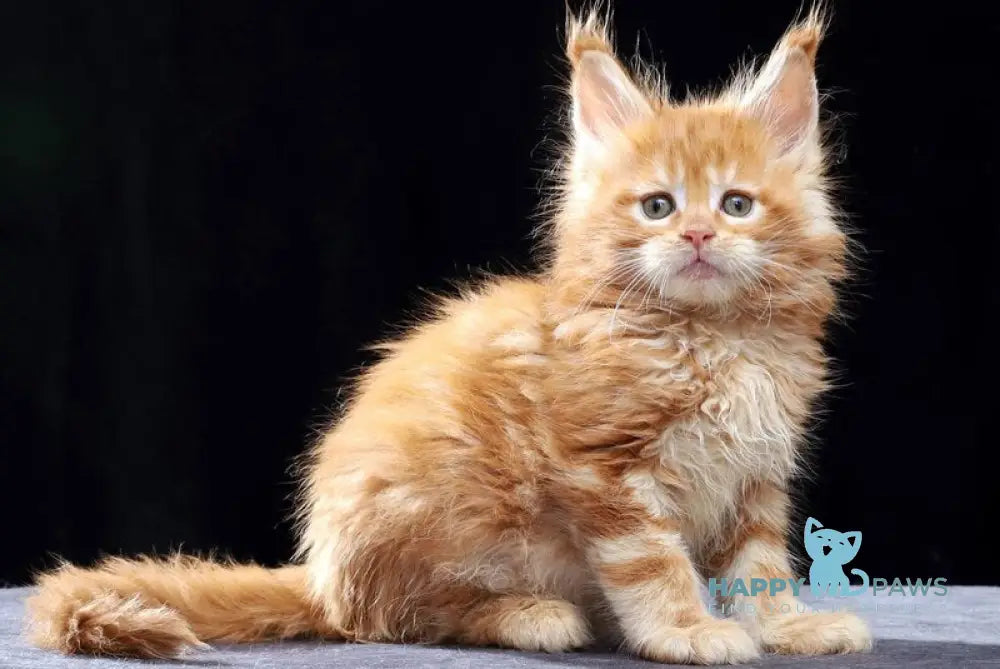 Penn Maine Coon male red tabby live animals