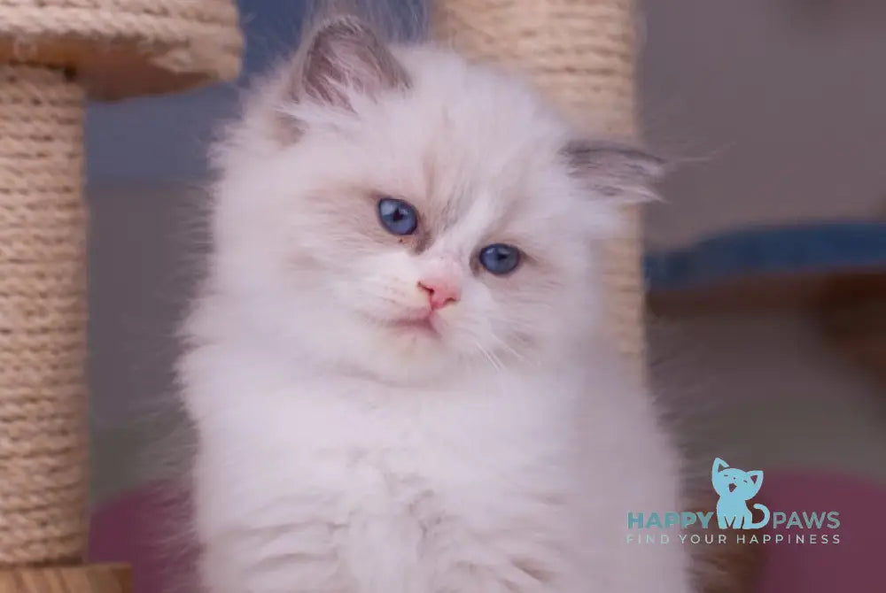 Penny Ragdoll female blue bicolour live animals