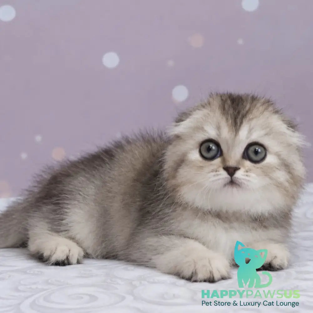 Peony Scottish Fold female black tortie silver ticked tabby - live animals