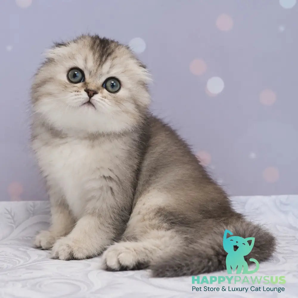 Peony Scottish Fold female black tortie silver ticked tabby - live animals