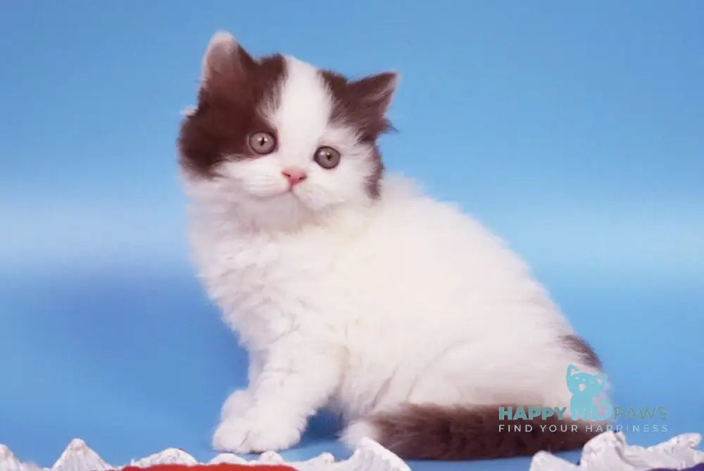 Pepa British Longhair female chocolate van live animals