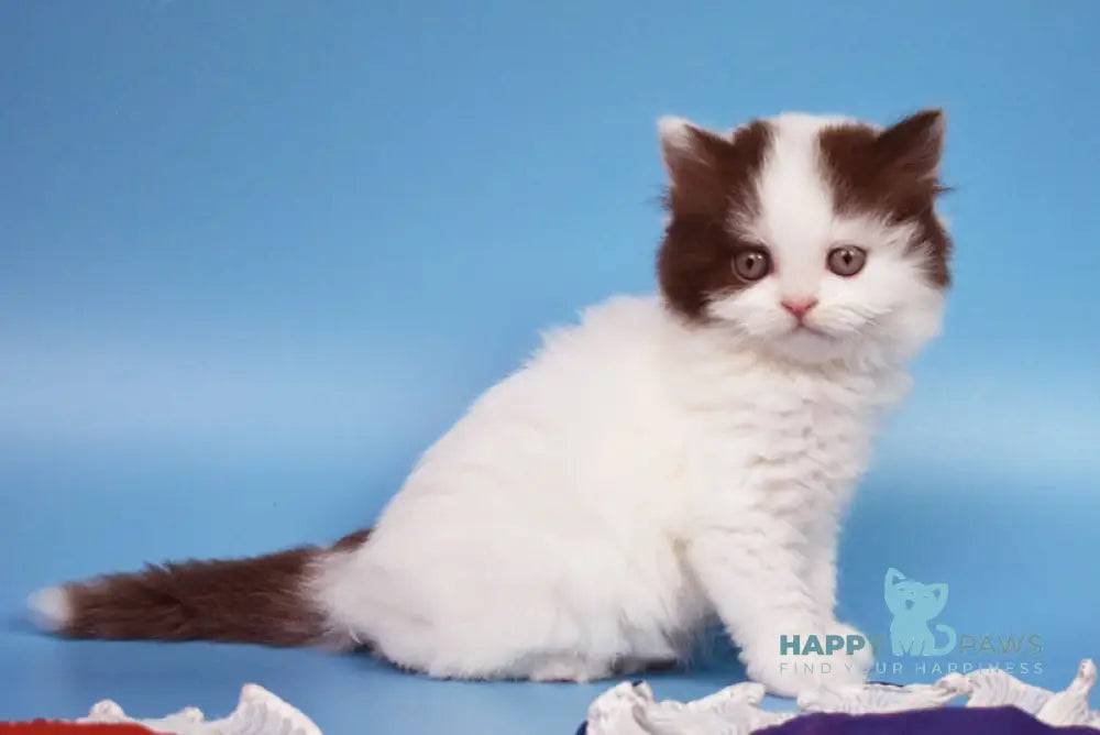 Pepa British Longhair female chocolate van live animals