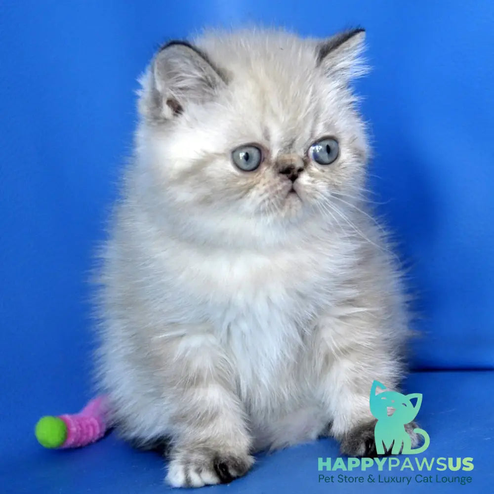 Pepa Exotic female blue tortie pointed - live animals