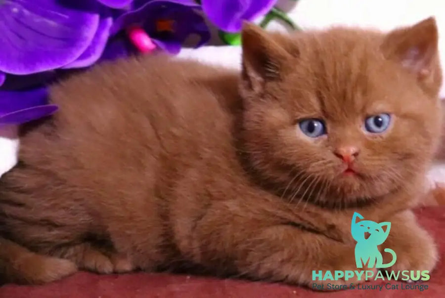 Peper British Shorthair male cinnamon - live animals