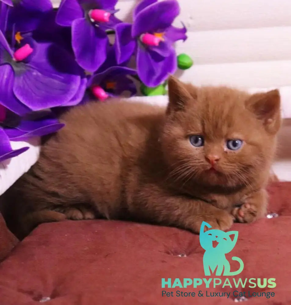Peper British Shorthair male cinnamon - live animals