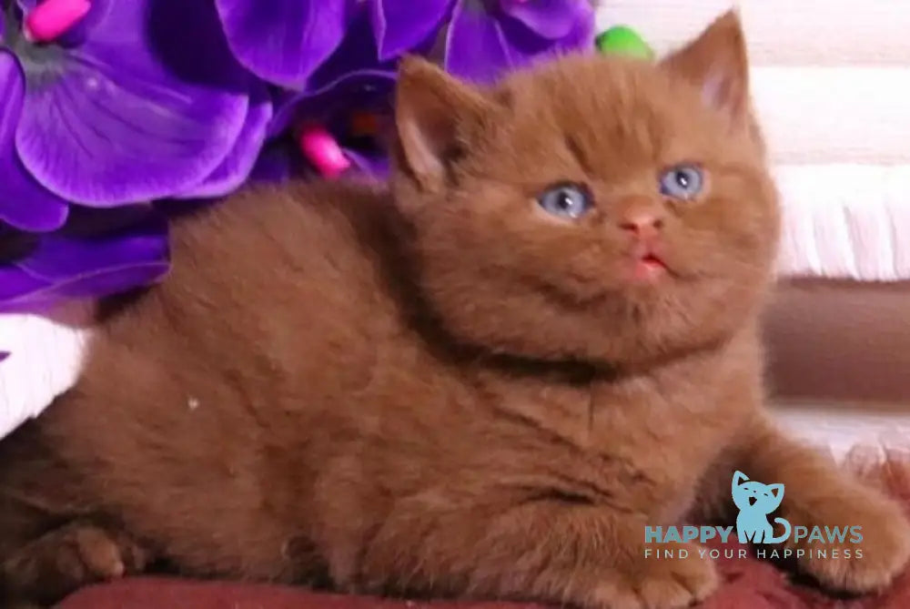 Peper British Shorthair male cinnamon - live animals