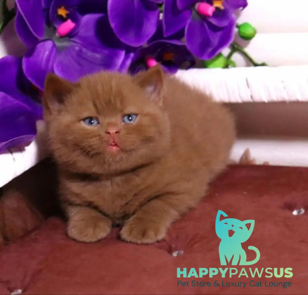 Peper British Shorthair male cinnamon - live animals