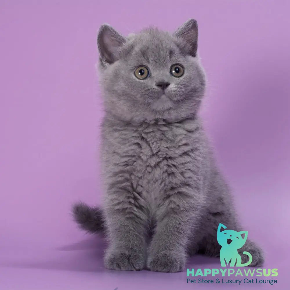 Peppa British Shorthair female blue - live animals