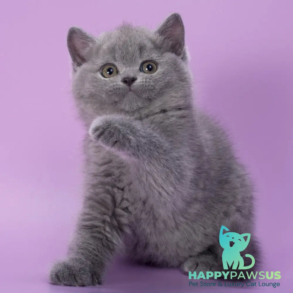 Peppa British Shorthair female blue - live animals