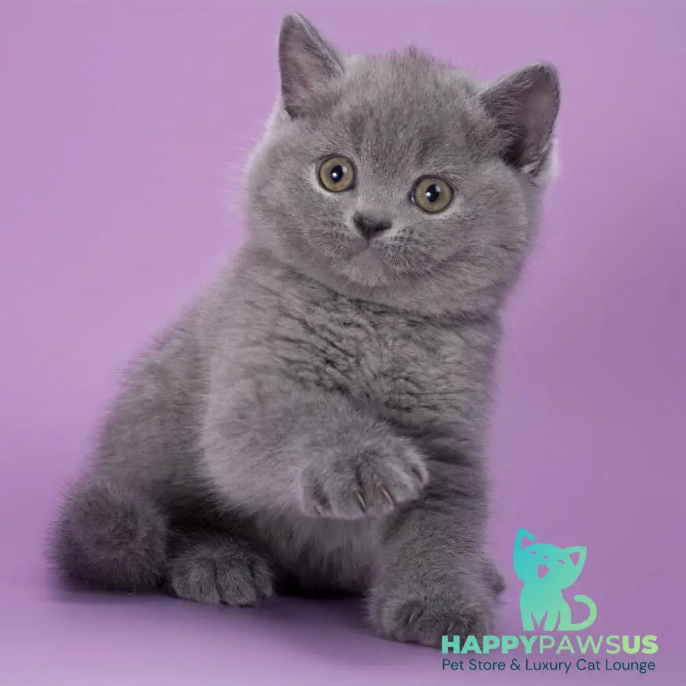 Peppa British Shorthair female blue - live animals