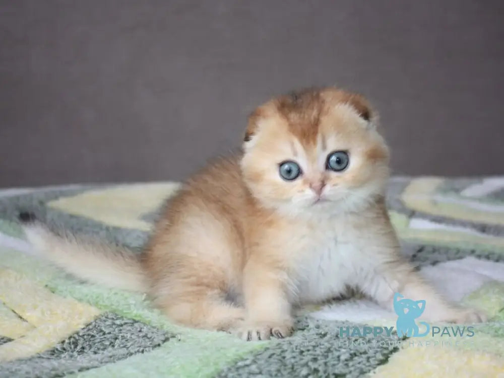 Pepper Scottish Fold male black golden ticked tabby - live animals