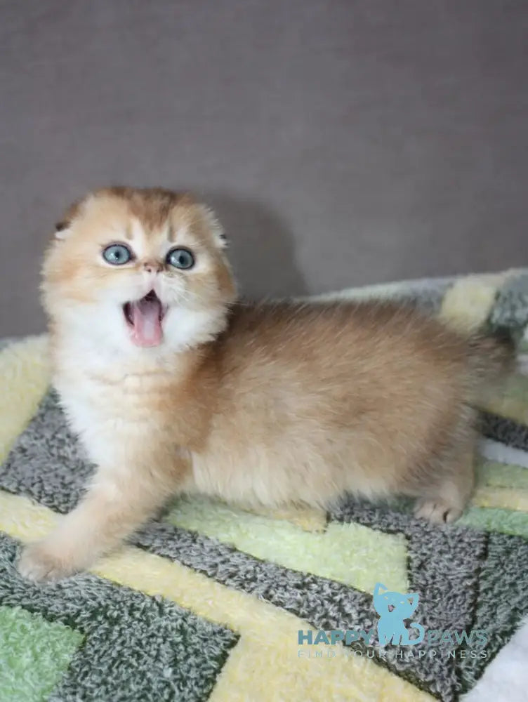 Pepper Scottish Fold male black golden ticked tabby - live animals