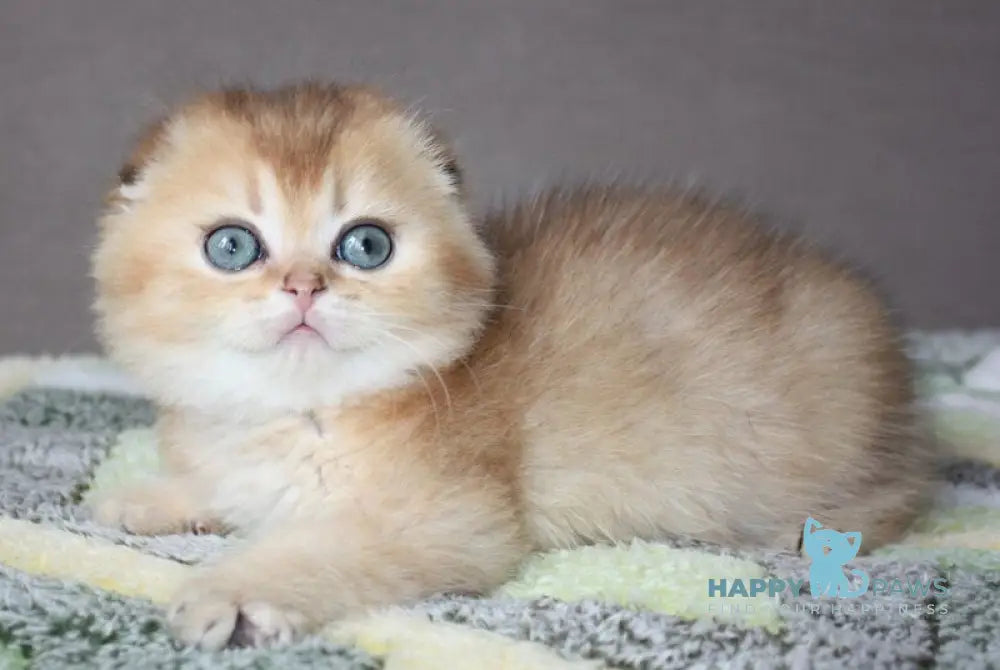 Pepper Scottish Fold male black golden ticked tabby - live animals