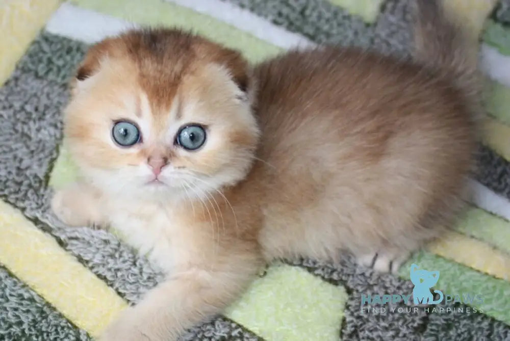 Pepper Scottish Fold male black golden ticked tabby - live animals
