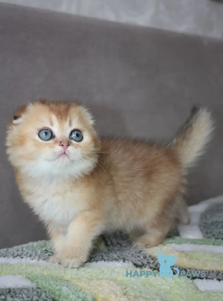 Pepper Scottish Fold male black golden ticked tabby - live animals