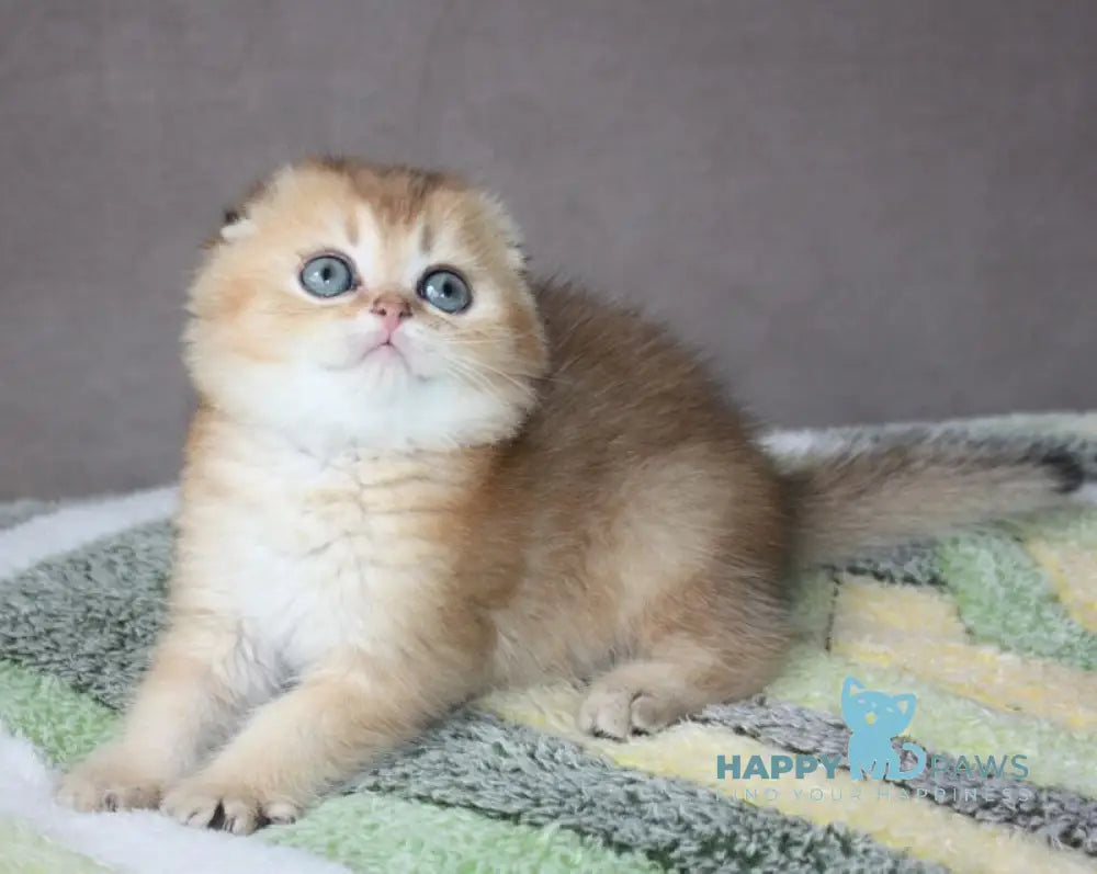 Pepper Scottish Fold male black golden ticked tabby - live animals