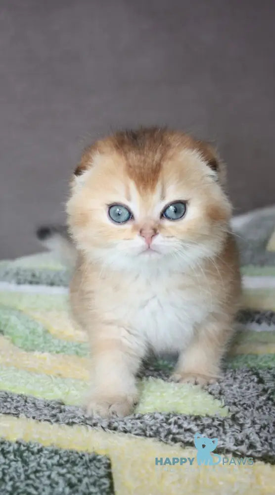 Pepper Scottish Fold male black golden ticked tabby - live animals