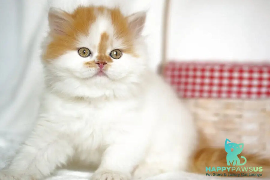 Pepper Scottish Straight male red tabby harlequin - live animals