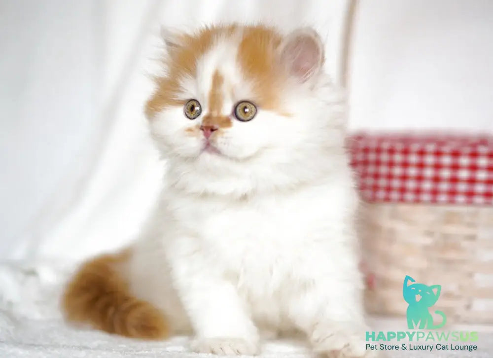 Pepper Scottish Straight male red tabby harlequin - live animals