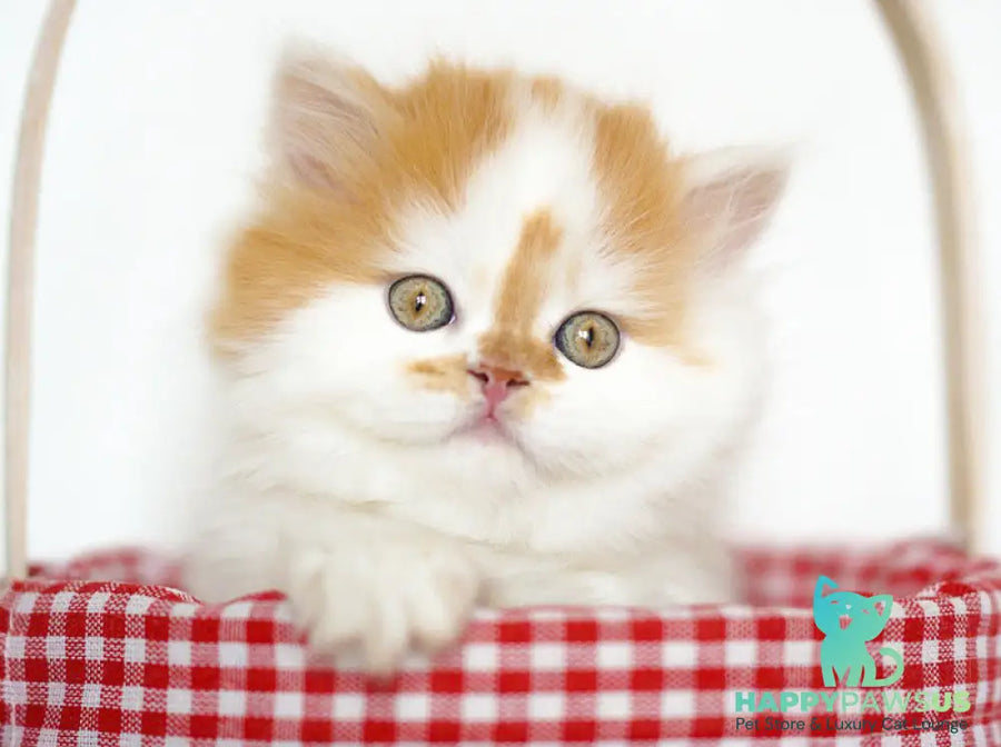 Pepper Scottish Straight male red tabby harlequin - live animals