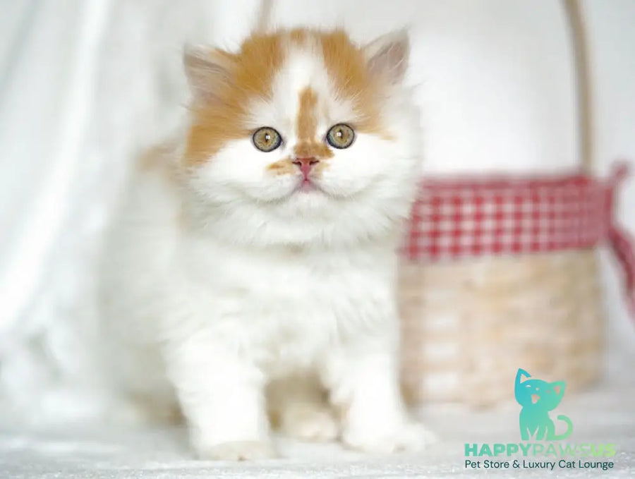 Pepper Scottish Straight male red tabby harlequin - live animals