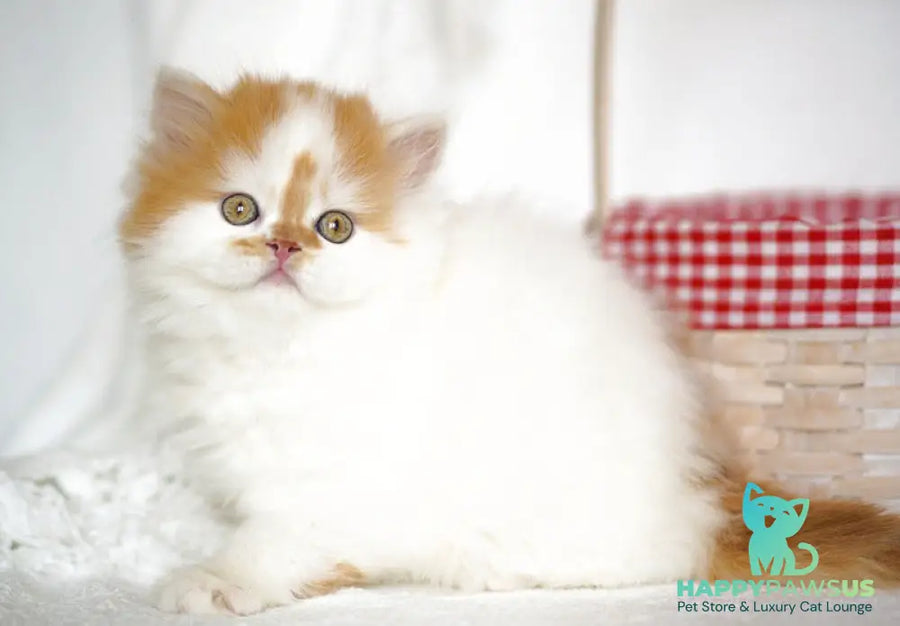 Pepper Scottish Straight male red tabby harlequin - live animals