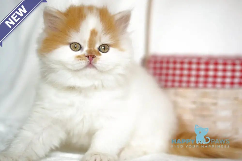 Pepper Scottish Straight male red tabby harlequin - live animals