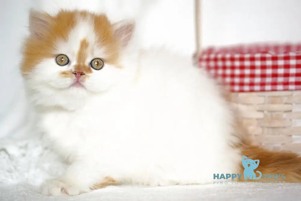Pepper Scottish Straight male red tabby harlequin - live animals