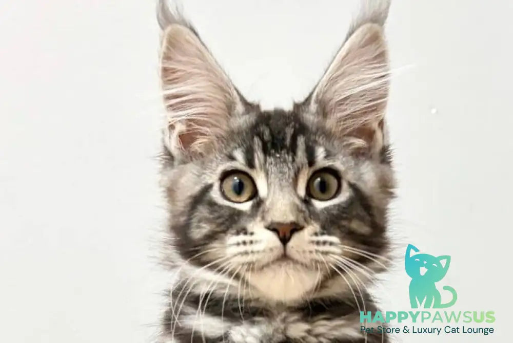 Pepsi Maine Coon female black silver tabby live animals