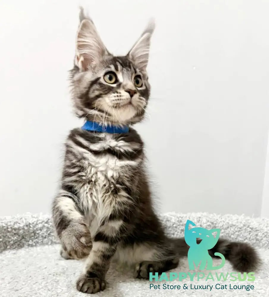 Pepsi Maine Coon female black silver tabby live animals