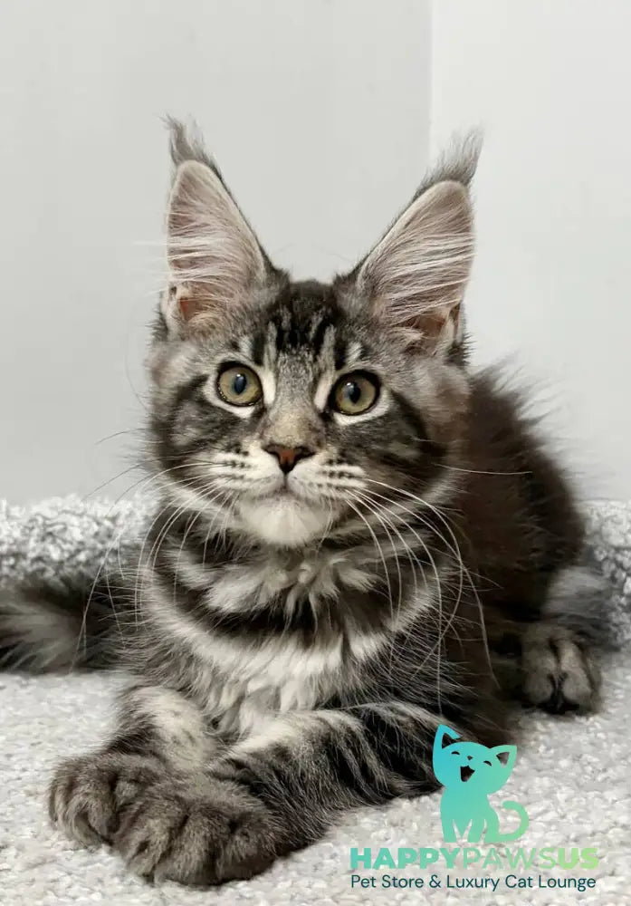 Pepsi Maine Coon female black silver tabby live animals