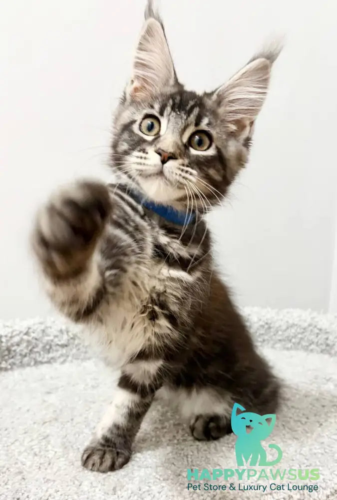 Pepsi Maine Coon female black silver tabby live animals