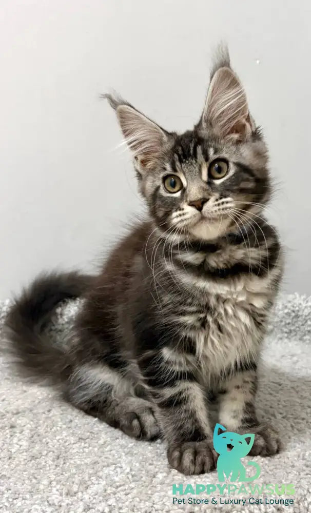 Pepsi Maine Coon female black silver tabby live animals